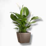 Спатифиллум в кашпо с автополивом