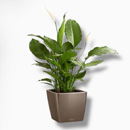 Спатифиллум в кашпо с автополивом