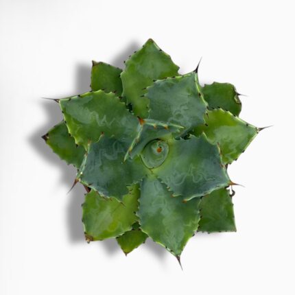 Купить Агава Потаторум