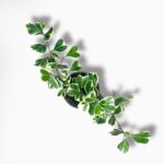 Купить Фикус Триангуларис