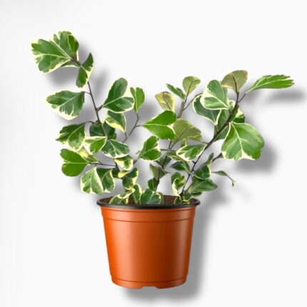 Купить Фикус Триангуларис