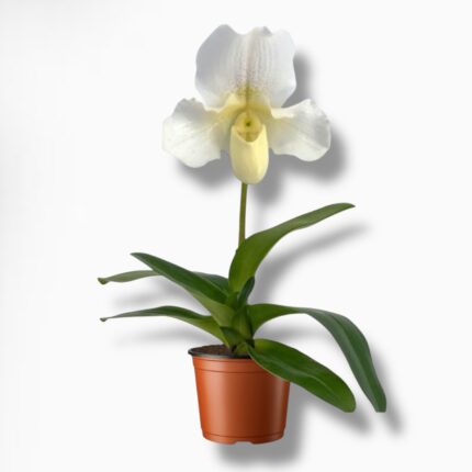 Купить Пафиопедилум Вайт Леди