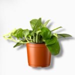 Купить Сциндапсус Рубикон