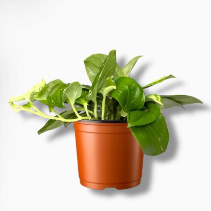 Купить Сциндапсус Рубикон