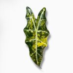 Купить Алоказия Сандериана Вариегата