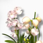 Купить Цимбидиум Микс