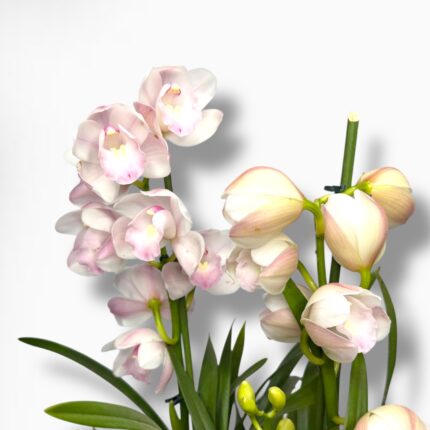 Купить Цимбидиум Микс