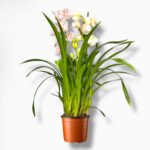 Купить Цимбидиум Микс