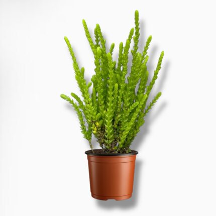 Купить Крассула Ликоподиоидес